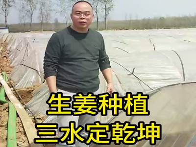 生姜种植三水定乾坤 ()