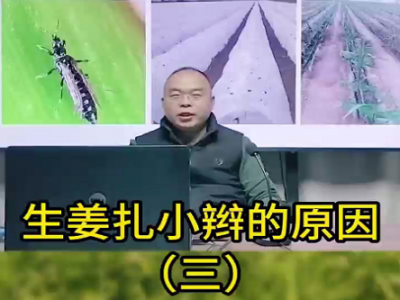 生姜扎小辫的原因？ ()