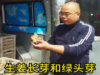 生姜长芽和绿头芽 ()