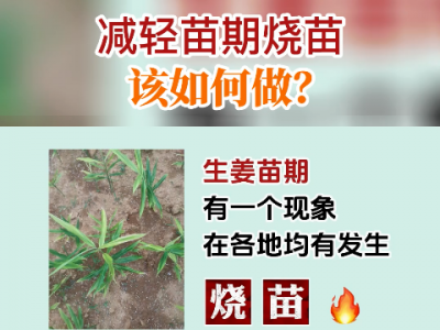 减轻苗期烧苗该如何做？ ()