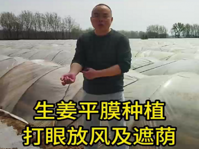 生姜平膜种植打眼放风及遮荫 ()