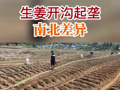 开沟起垄南北差异 ()