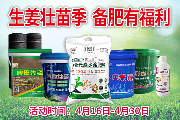 生姜壮苗季 备肥有福利 ()