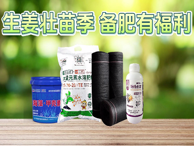 生姜壮苗季 备肥有福利 ()