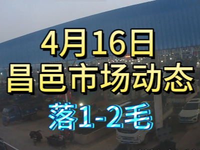 4月16日 琨福市场大姜价格（落1-2毛） ()