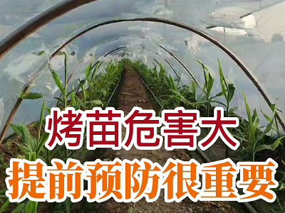 烤苗危害大 提前预防很重要 ()