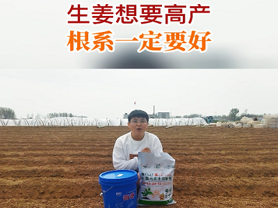 生姜想要高产 根系一定要好 ()
