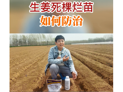 生姜死棵烂苗如何防治？ ()