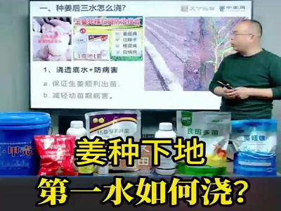 姜种下地 第一水如何浇？ ()