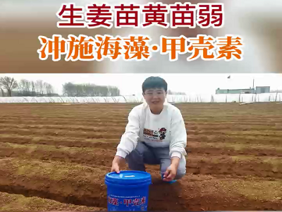 生姜苗黄苗弱 冲施海藻·甲壳素 ()