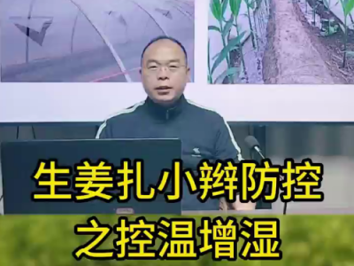 生姜扎小辫 防控之控温增湿 ()