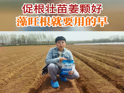 促根壮苗姜颗好 藻旺根就要用的早 ()