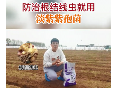 防治根结线虫 就用淡紫紫孢菌 ()