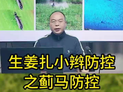 生姜扎小辫防控之蓟马防控 ()