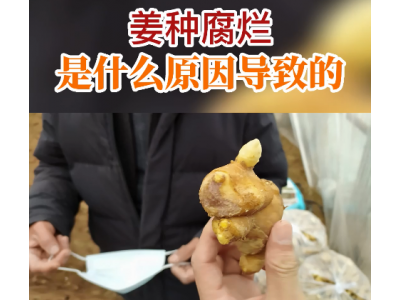 姜种腐烂是什么因导致的？ ()