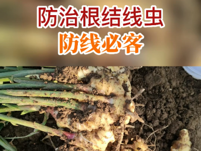 防治根结线虫防线必客 ()