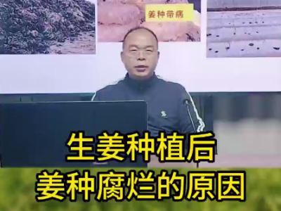 生姜种植后姜种腐烂的原因 ()