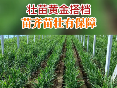 壮苗黄金搭档 苗齐苗壮有保障 ()