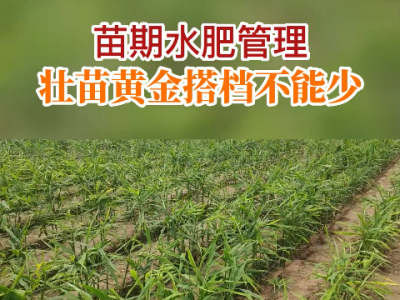 苗期水肥管理 壮苗黄金搭档不能少 ()
