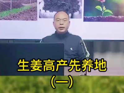 生姜高产先养地（一） ()