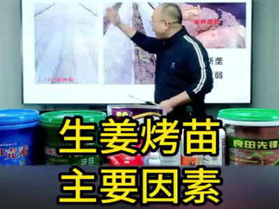 生姜烤苗主要因素 ()