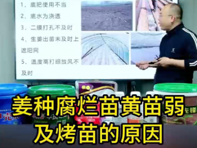 姜种腐烂苗黄苗弱及烤苗的原因 ()