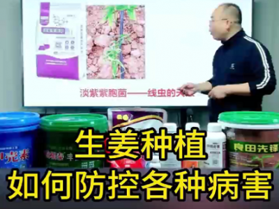 生姜种植如何防控各种病害 ()