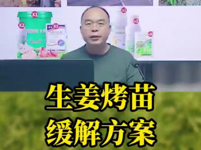 生姜烤苗 缓解方案 ()