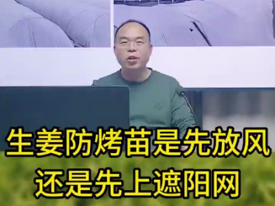生姜防烤苗是先放风还是先上遮阳网 ()