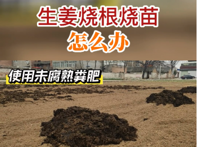 生姜烧根烧苗怎么办？ ()