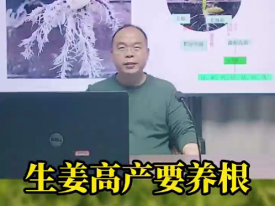 生姜高产要养根 ()