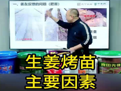 生姜烤苗主要因素 ()