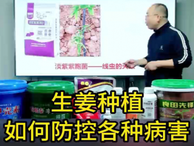 生姜种植如何防控各种病害 ()