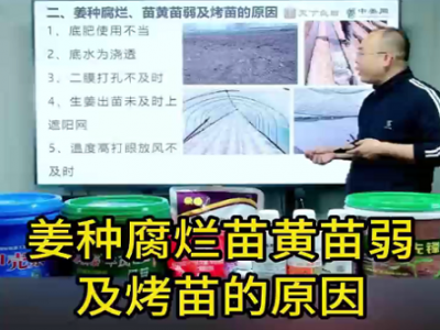 姜种腐烂苗黄苗弱及烤苗的原因 ()