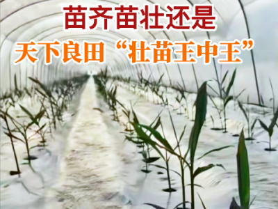 苗齐苗壮还是天下良田“壮苗王中王” ()