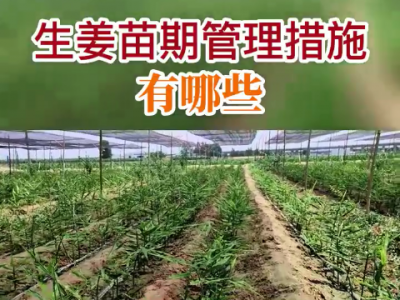 生姜苗期管理措施有哪些？ ()