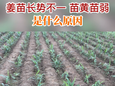 姜苗长势不一 苗黄苗弱是什么原因？ ()