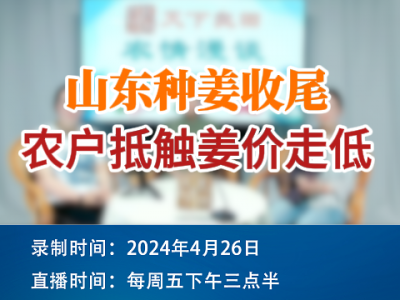 山东种姜收尾，农户抵触姜价走低！ ()