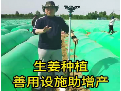 生姜种植：善用设施助增产 ()