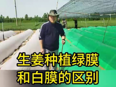 生姜种植：绿膜与白膜的区别 ()
