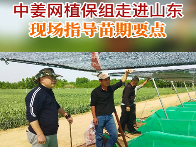 中姜网植保组走进山东现场指导苗期要点 ()