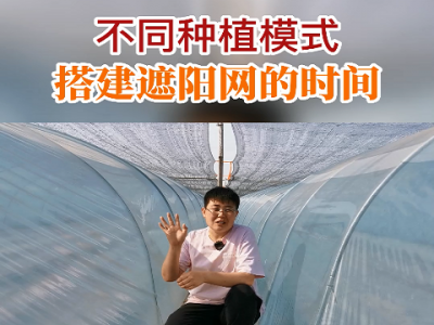 不同种植模式 搭建遮阳网的时间 ()