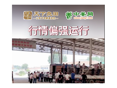 7月11日下午安丘黑埠子市场（行情偏强） ()