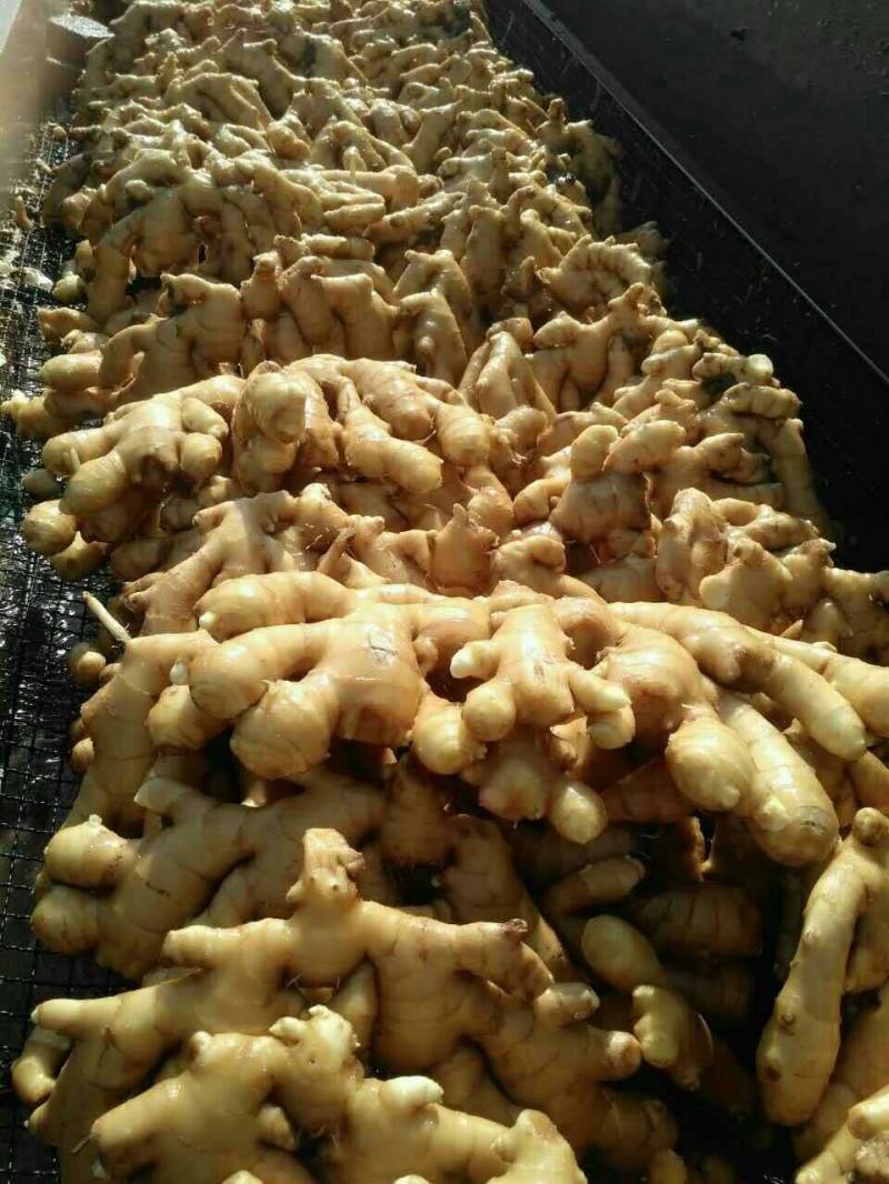 老姜大量供应 山东生姜产地 姜种大量批发