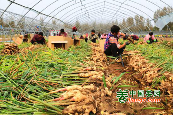 河北磁县：种出美好“姜”来 ()