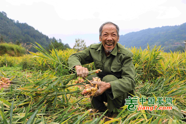 贵州剑河：小黄姜蹚出致富路 ()