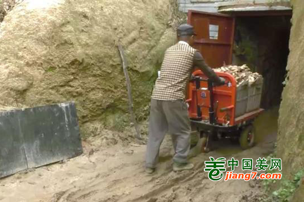 烟台牟平：生姜“藏”着卖 ()