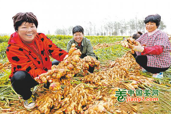 河南驻马店：姜庄生姜丰收了 ()