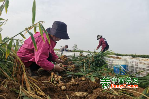 河南宝丰：400亩生姜喜丰收 ()