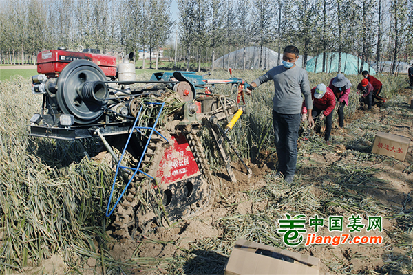 河南尉氏：初冬时节收大姜 ()